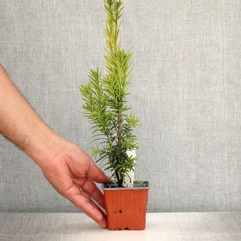 Example of Taxus baccata Fastigiata Robusta - If commun fastigié Godet de 8/9 cm as you get in ete