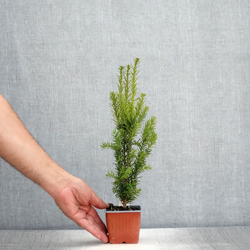 Example of Taxus media Hillii - If hybride Godet de 8/9 cm as you get in ete