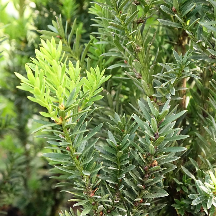 Taxus media Hillii - If hybride (Foliage)