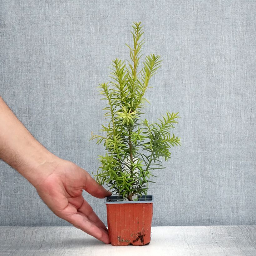 Example of Taxus x media Hicksii - If hybride Godet de 8/9 cm as you get in ete