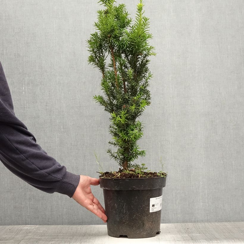 Example of Taxus x media Hicksii - If hybride Pot de 7,5L/10L as you get in ete