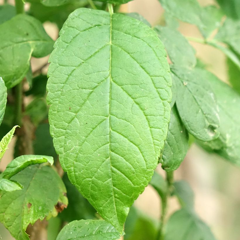 Tecoma stans - Trompette d'or (Foliage)