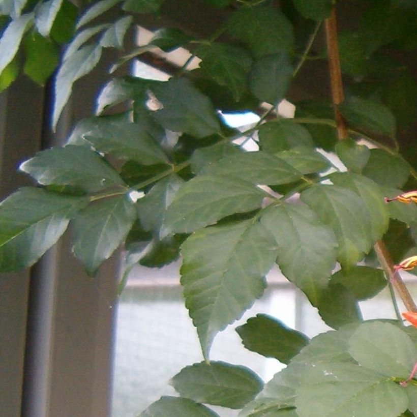 Tecomaria (Tecoma) capensis - Chèvrefeuille du Cap (Foliage)
