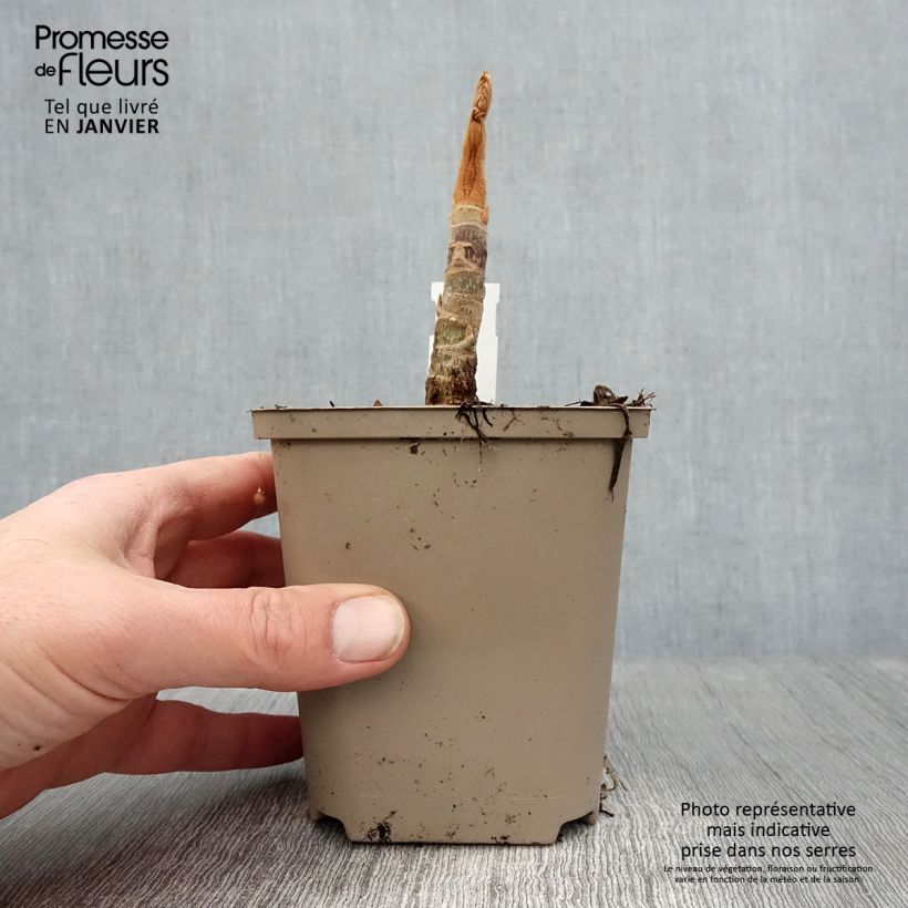 Example of Tetrapanax papyrifer Rex - Plante à papier de riz Pot de 10 cm/11cm as you get in hiver