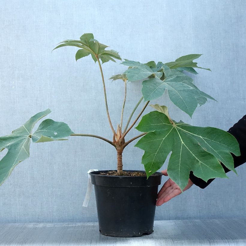 Example of Tetrapanax papyrifer Rex - Plante à papier de riz Pot de 6L/7L as you get in automne