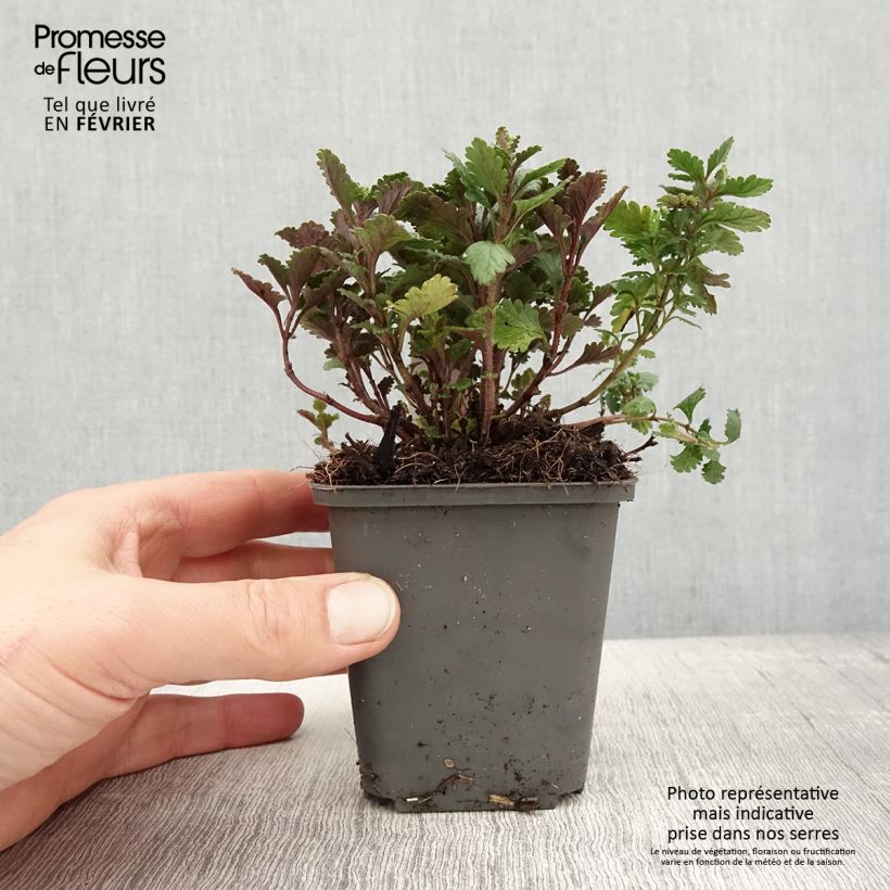 Example of Teucrium chamaedrys (wild form) - Germandrée petit-chêne Godet de 8/9 cm as you get in hiver