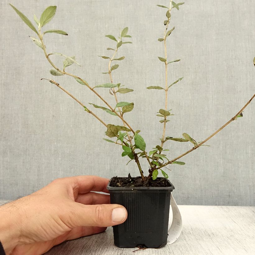 Example of Teucrium fruticans Selection Erecta - Germandrée arbustive Godet de 8/9 cm as you get in automne
