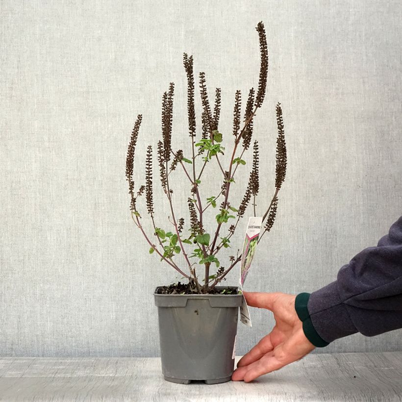 Example of Teucrium hircaninum Paradise Delight - Germandrée d'Iran Pot de 2L/3L as you get in automne