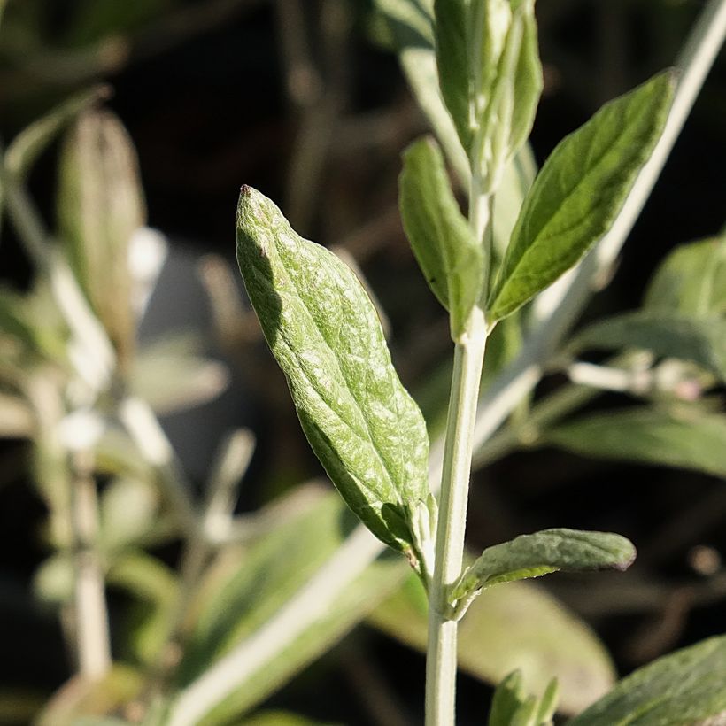 Teucrium Indyho - Germandrée arbustive (Foliage)