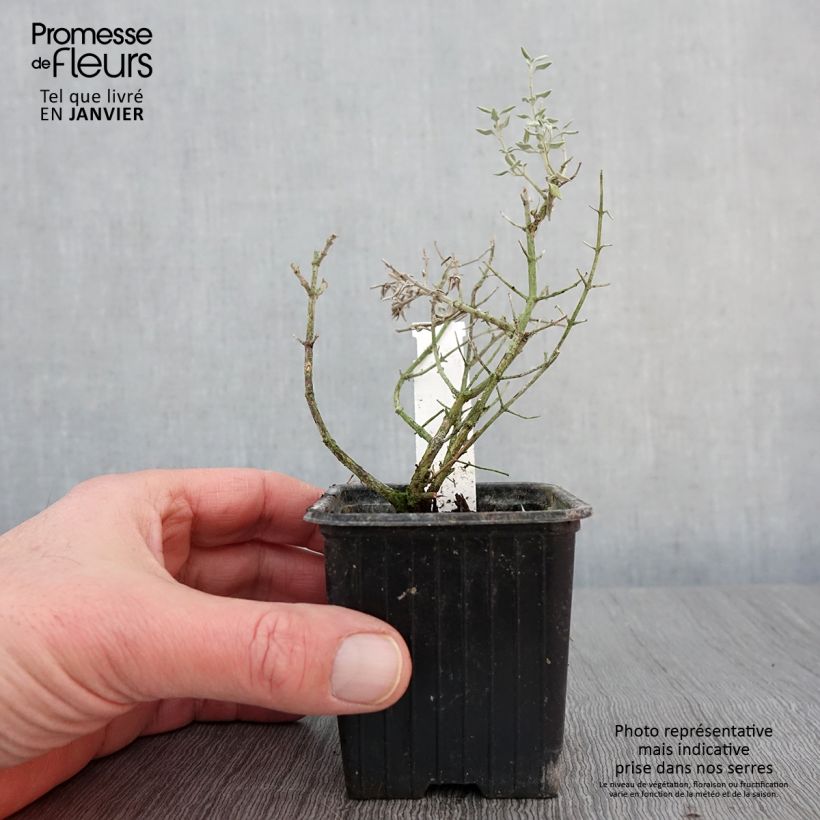 Example of Teucrium marum - Germandrée maritime Godet de 8/9 cm as you get in hiver