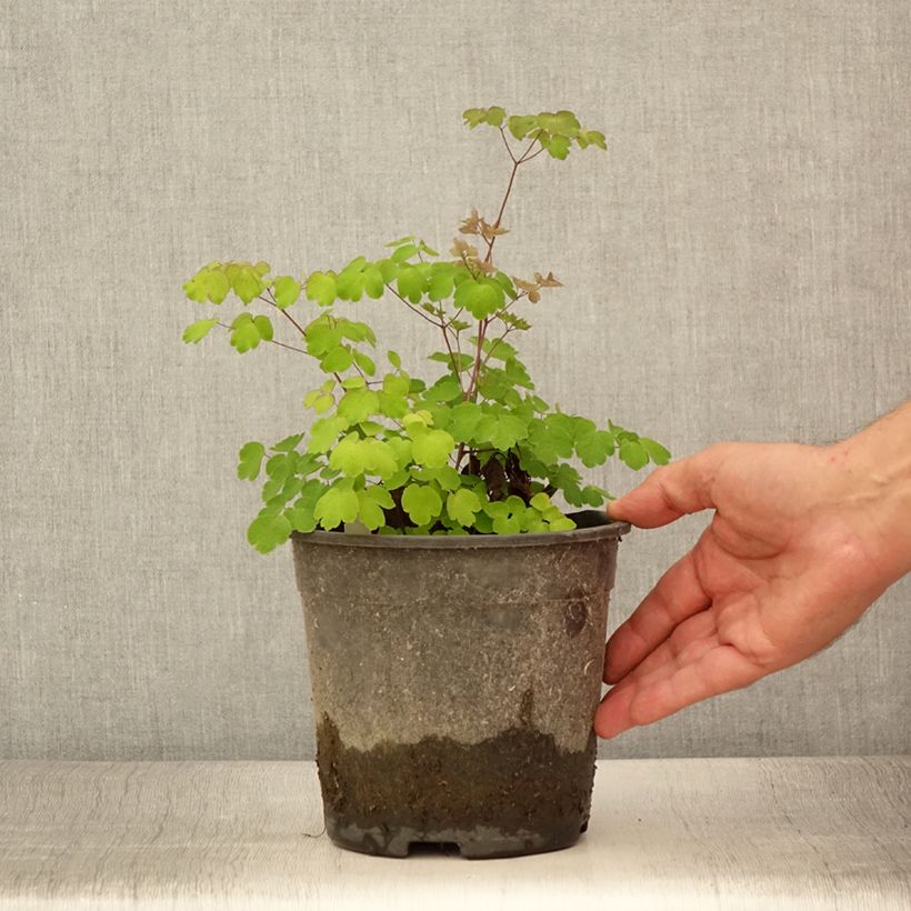 Example of Thalictrum rochebrunianum - Pigamon Pot de 2L/3L as you get in ete