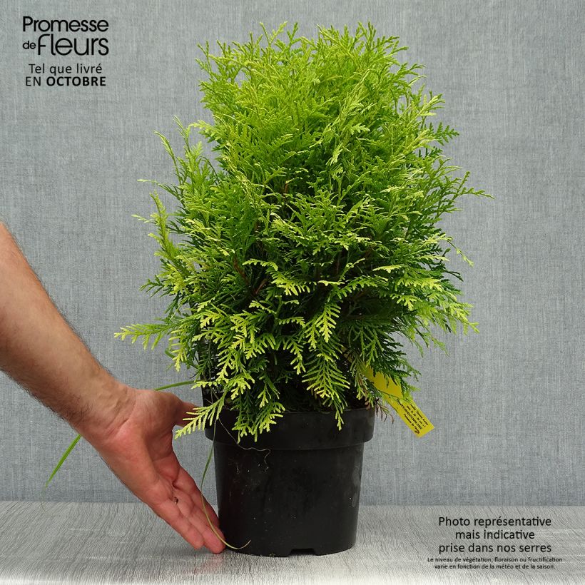 Example of Thuja occidentalis Danica Aurea - Thuya du Canada Pot de 2L/3L as you get in automne