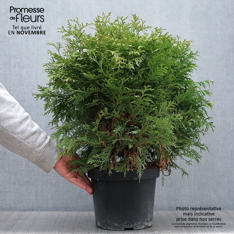 Example of Thuja occidentalis Danica Aurea - Thuya du Canada Pot de 7,5L/10L as you get in automne