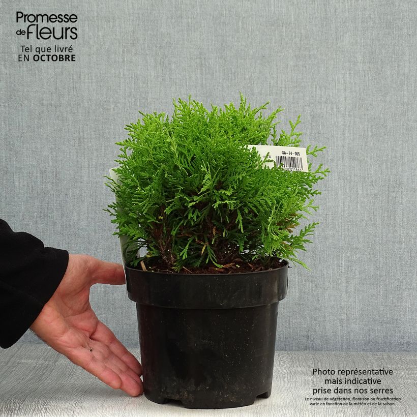 Example of Thuja occidentalis Mirjam - Thuya du Canada Pot de 2L/3L as you get in automne
