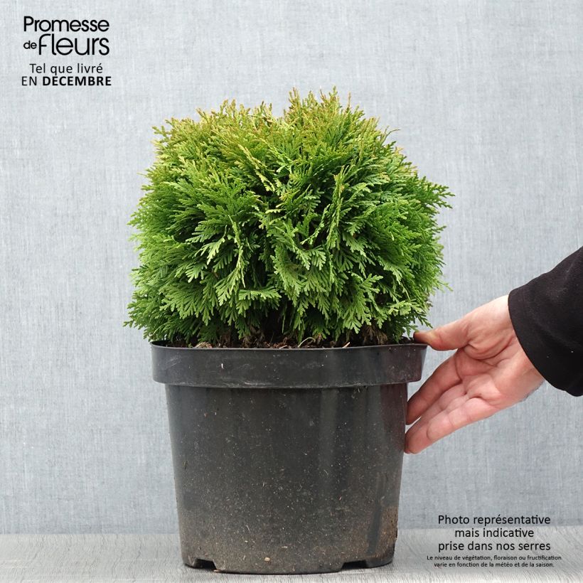 Example of Thuja occidentalis Mirjam - Thuya du Canada Pot de 7,5L/10L as you get in automne