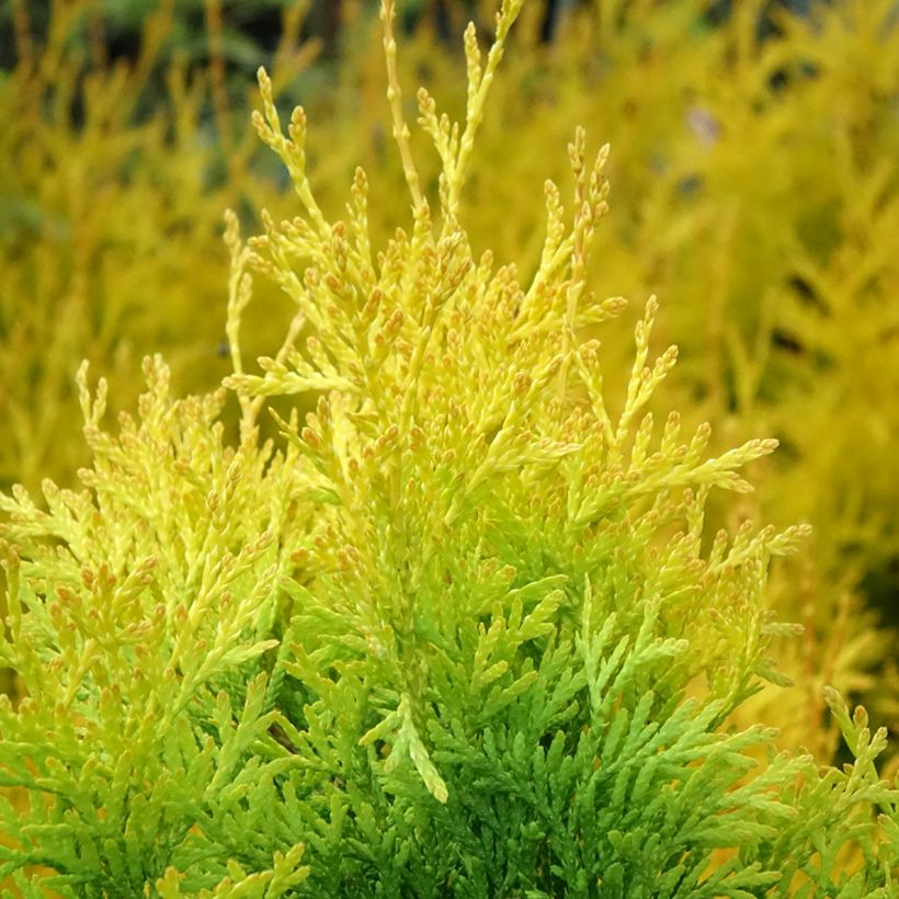 Thuja occidentalis Sunny Smaragd - Thuya du Canada (Foliage)