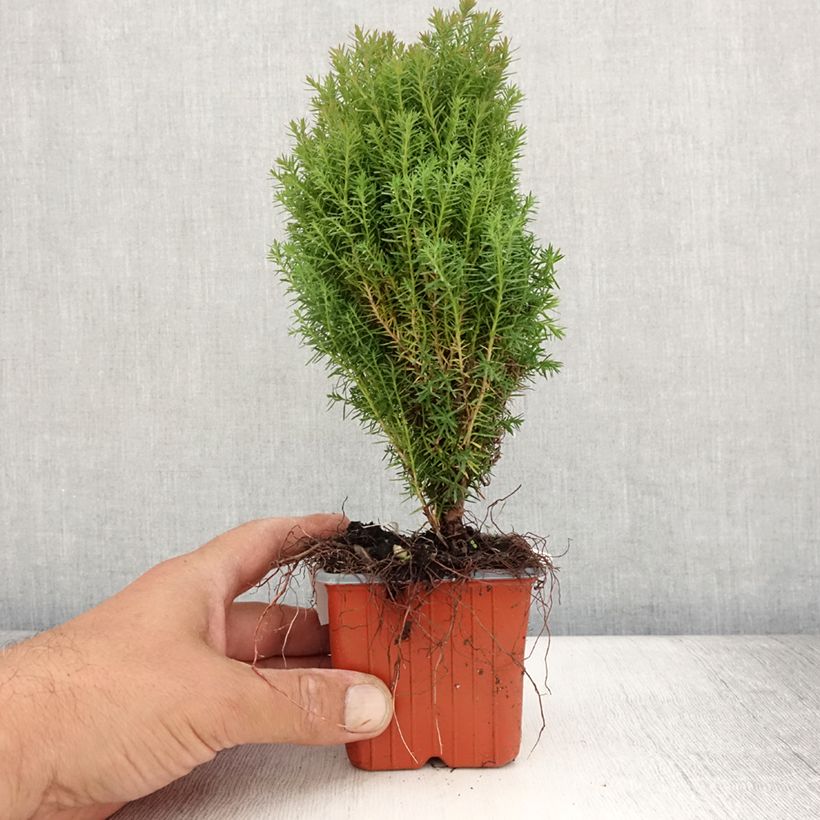 Example of Thuja occidentalis Teddy - Thuya du Canada                        Godet de 8/9 cm as you get in ete