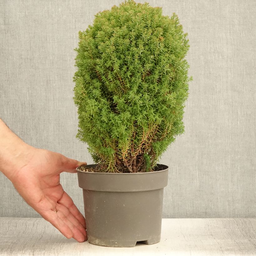 Example of Thuja occidentalis Teddy - Thuya du Canada                        Pot de 2L/3L as you get in ete
