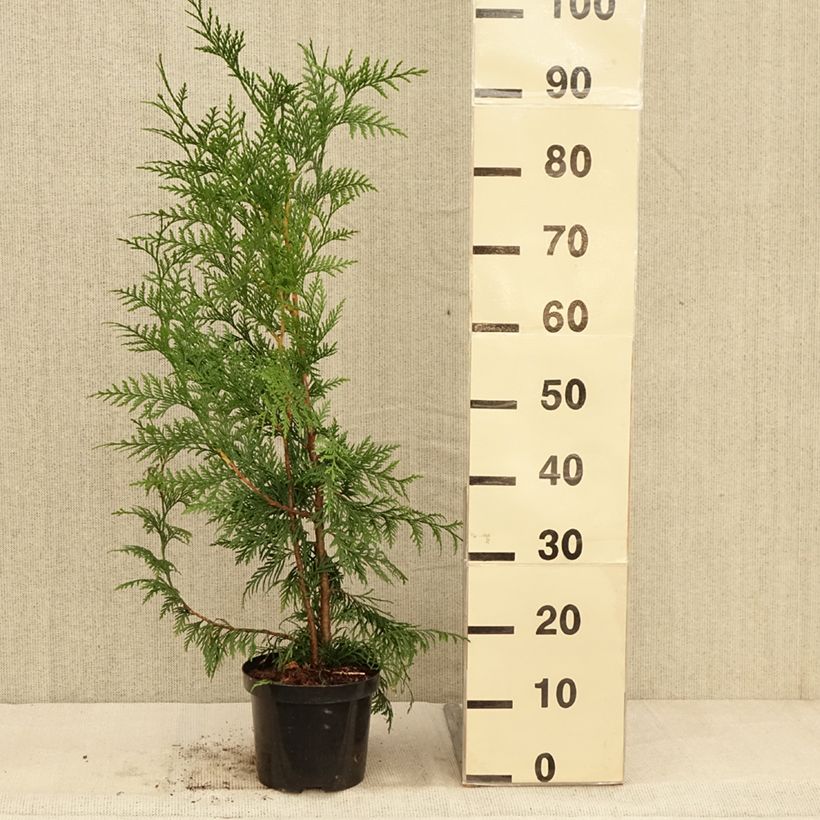 Example of Thuja plicata Excelsa Pot de 2L/3L as you get in automne