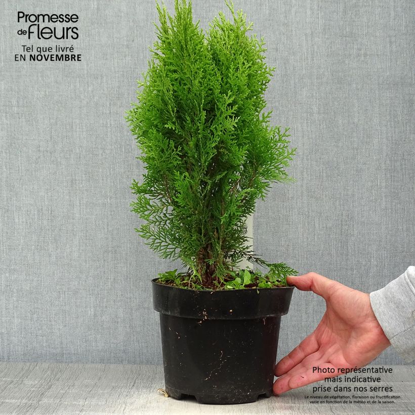 Example of Thuya d'Orient - Platycladus orientalis Aurea Nana Pot de 2L/3L as you get in automne