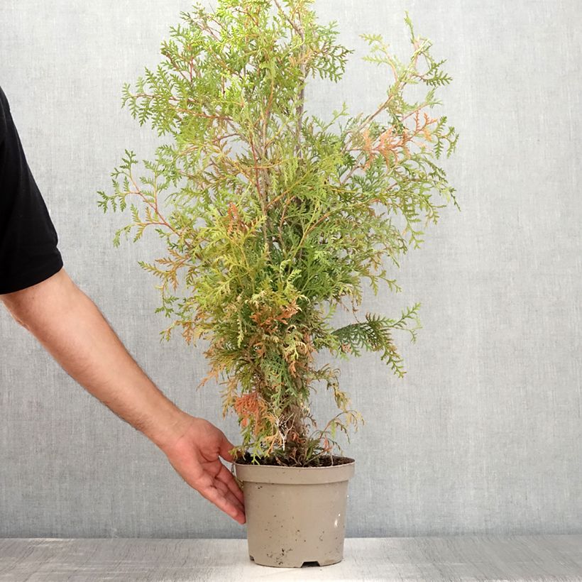 Example of Thuya du Canada - Thuja occidentalis Brabant  Pot de 2L/3L as you get in ete