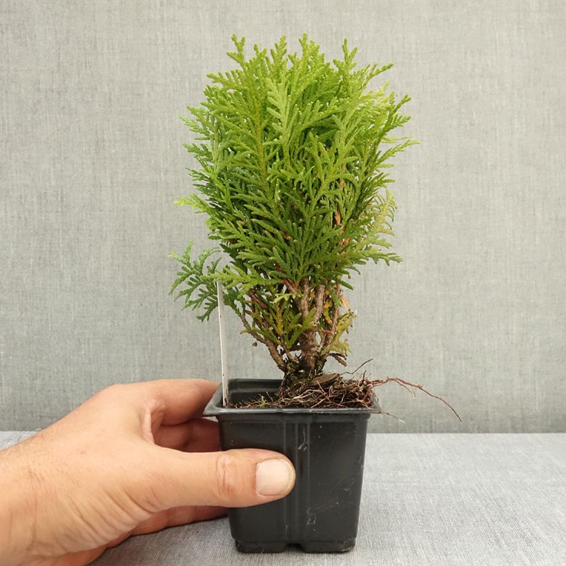 Example of Thuya du Canada - Thuja occidentalis Danica Godet de 8/9 cm as you get in ete