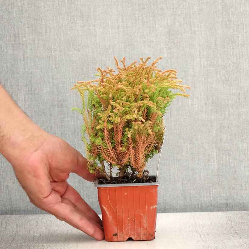 Example of Thuya du Canada - Thuja occidentalis Golden Tuffet                 Godet de 8/9 cm as you get in ete