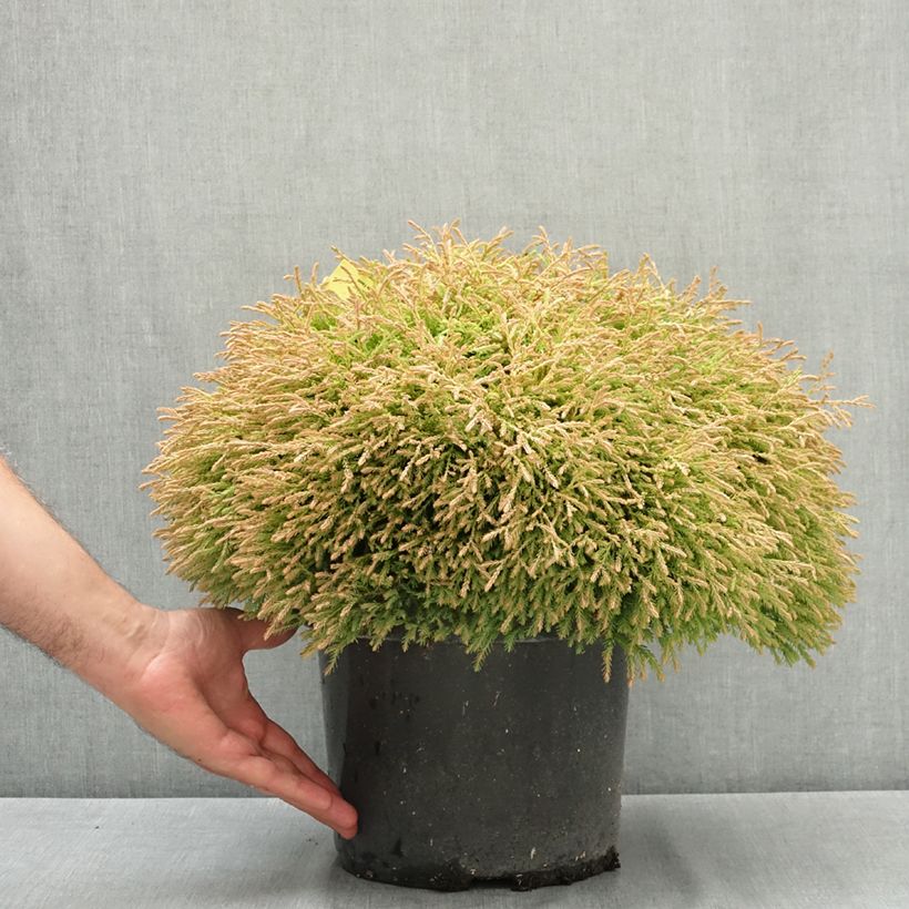 Example of Thuya du Canada - Thuja occidentalis Golden Tuffet                 Pot de 7,5L/10L as you get in ete