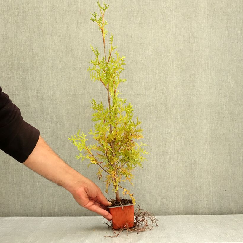 Example of Thuya du Canada - Thuja occidentalis King of Brabant Godet de 8/9 cm as you get in ete