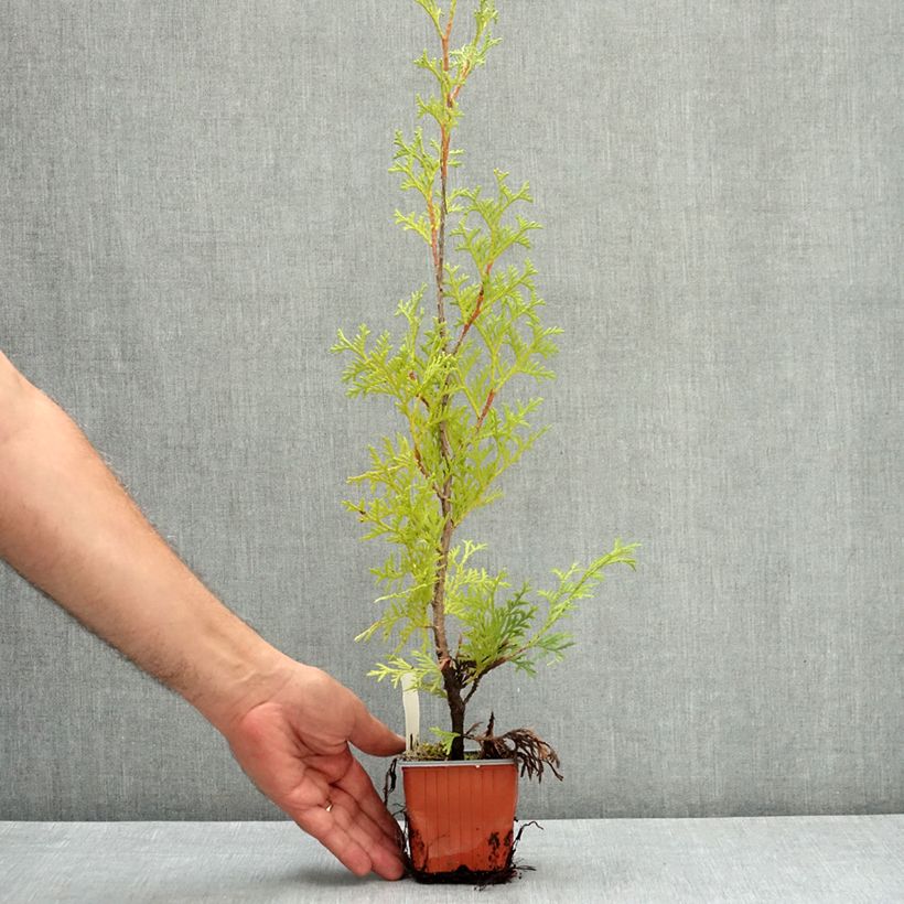 Example of Thuya du Canada - Thuja occidentalis Pyramidalis Compacta Godet de 8/9 cm as you get in ete