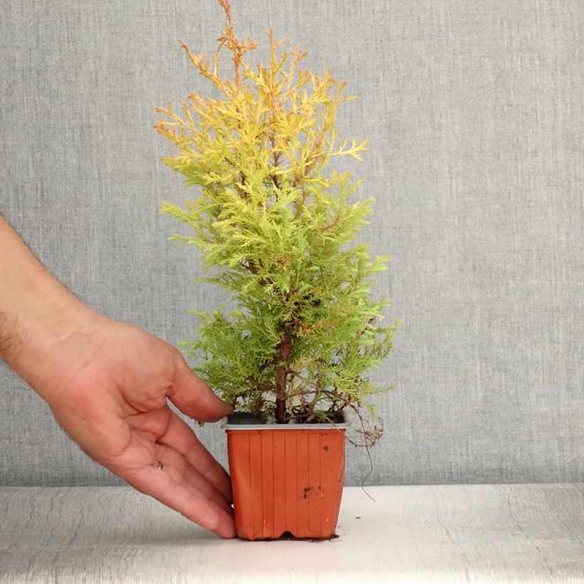 Example of Thuya du Canada - Thuja occidentalis Rheingold                   Godet de 8/9 cm as you get in ete
