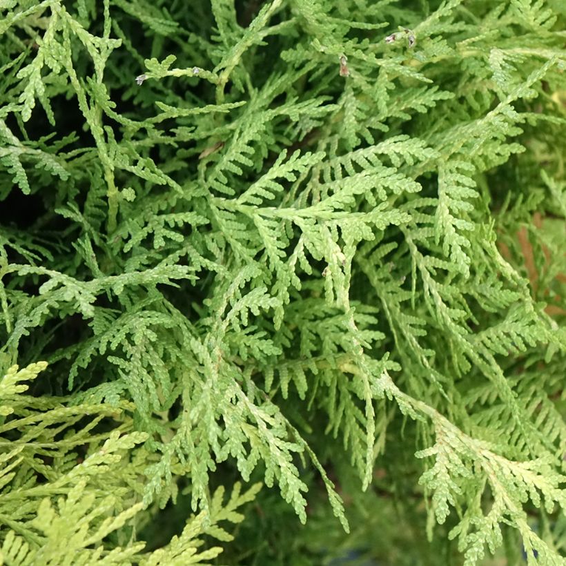 Thuya du Canada - Thuja occidentalis Selena (Foliage)