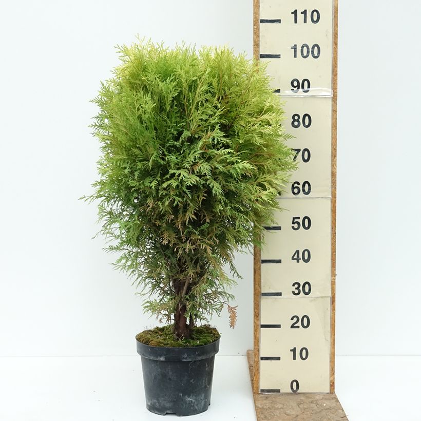 Example of Thuya du Canada - Thuja occidentalis Selena Pot de 7,5L/10L as you get in ete