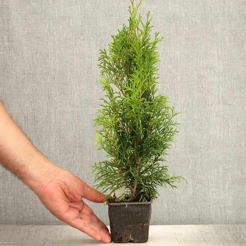 Example of Thuya du Canada - Thuja occidentalis Smaragd Godet de 8/9 cm as you get in ete