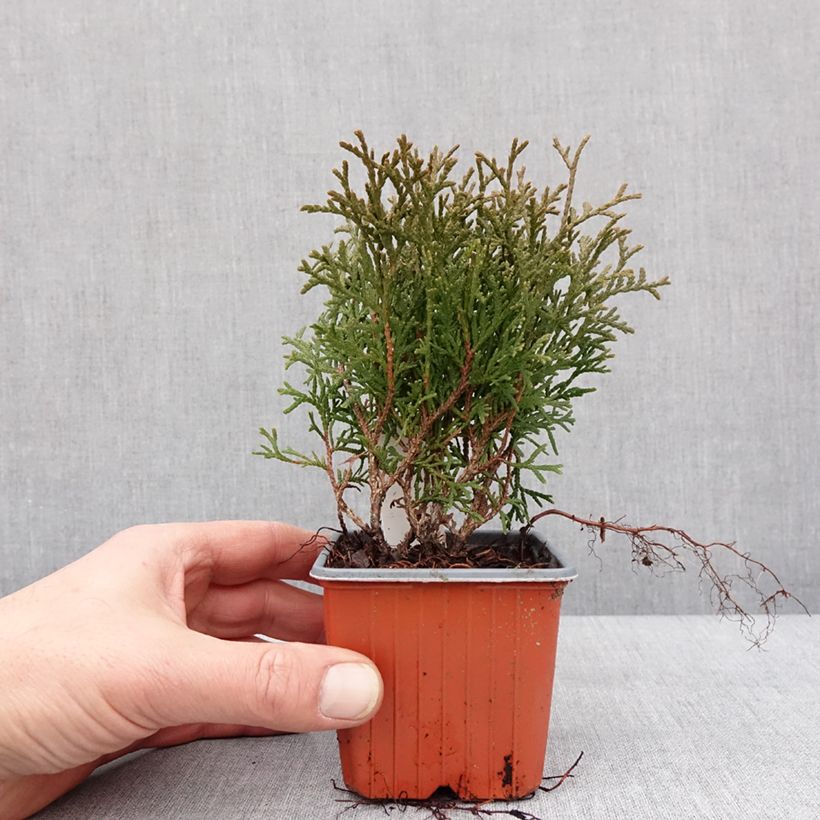 Example of Thuya du Canada - Thuja occidentalis Tiny Tim Godet de 8/9 cm as you get in hiver