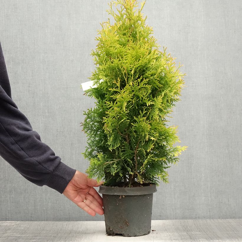Example of Thuya du Canada - Thuja occidentalis Yellow Ribbon. Pot de 2L/3L as you get in ete
