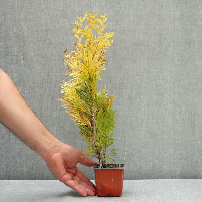Example of Thuya géant - Thuja plicata 4 Ever Goldy Godet de 8/9 cm as you get in ete