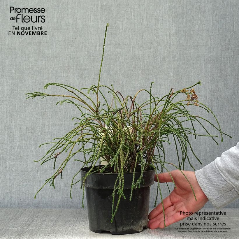 Example of Thuya géant - Thuja plicata Whipcord Pot de 3L/4L as you get in automne