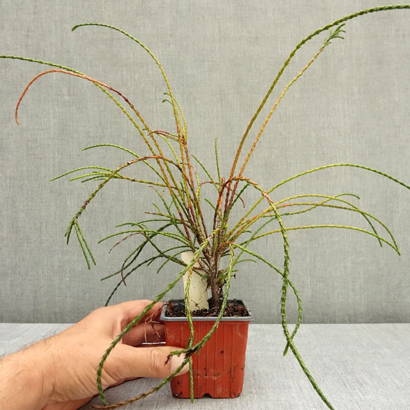 Example of Thuya géant - Thuja plicata Whipcord Godet de 8/9 cm as you get in ete