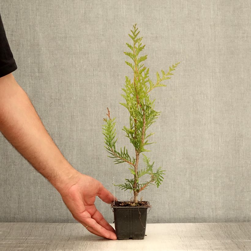 Example of Thuya pour haie - Thuja plicata Atrovirens Godet de 8/9 cm as you get in ete