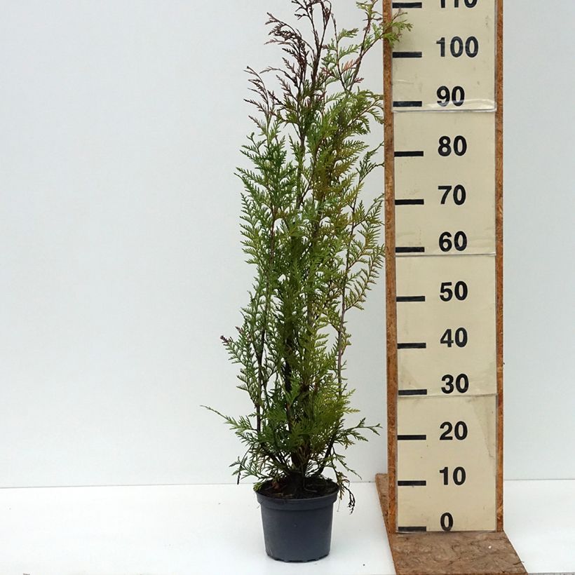 Example of Thuya pour haie - Thuja plicata Atrovirens Pot de 2L/3L as you get in ete