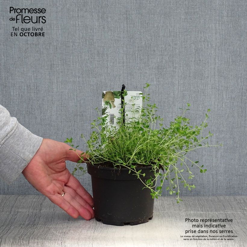 Example of Thym citron Bertram Anderson - Thymus citriodorus Pot de 1,5L/2L as you get in automne