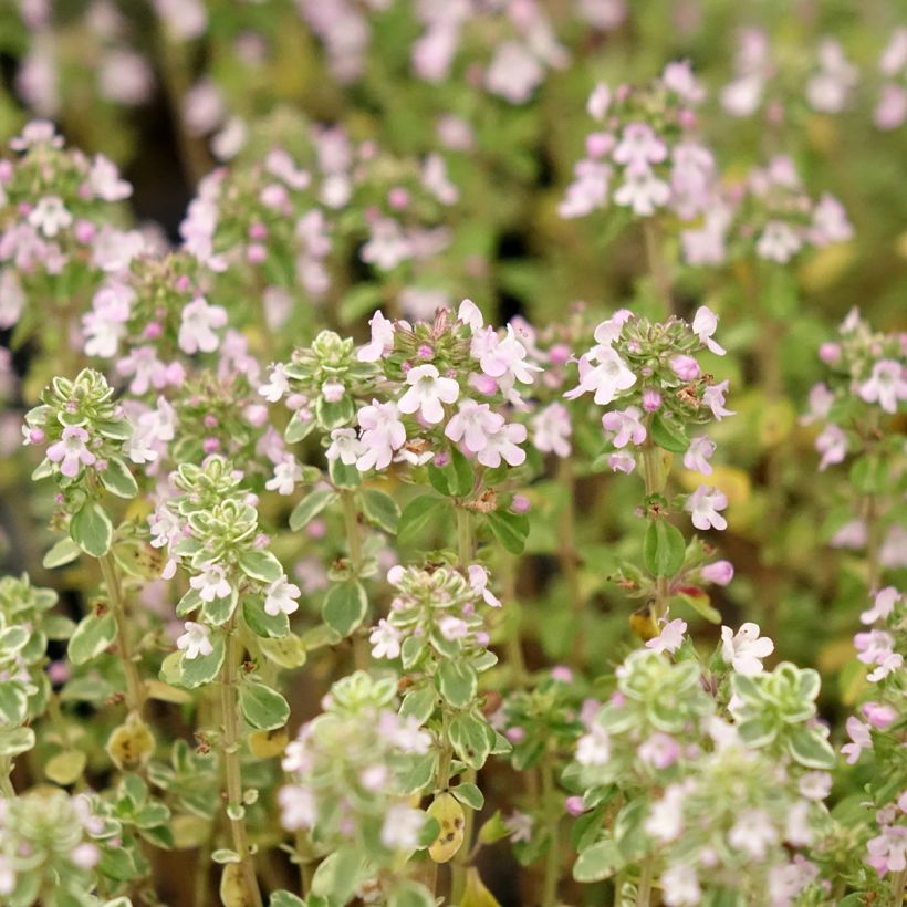 Thym citron panaché - Thymus citriodorus Silver Queen (Flowering)