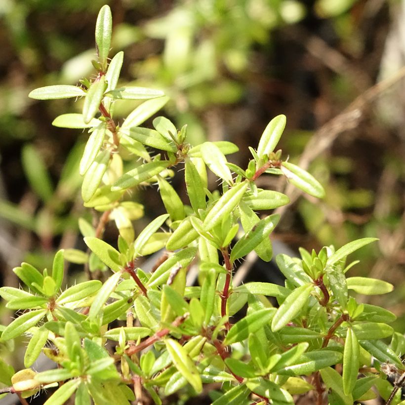 Thymus longicaulis - Thym à tiges longues (Foliage)