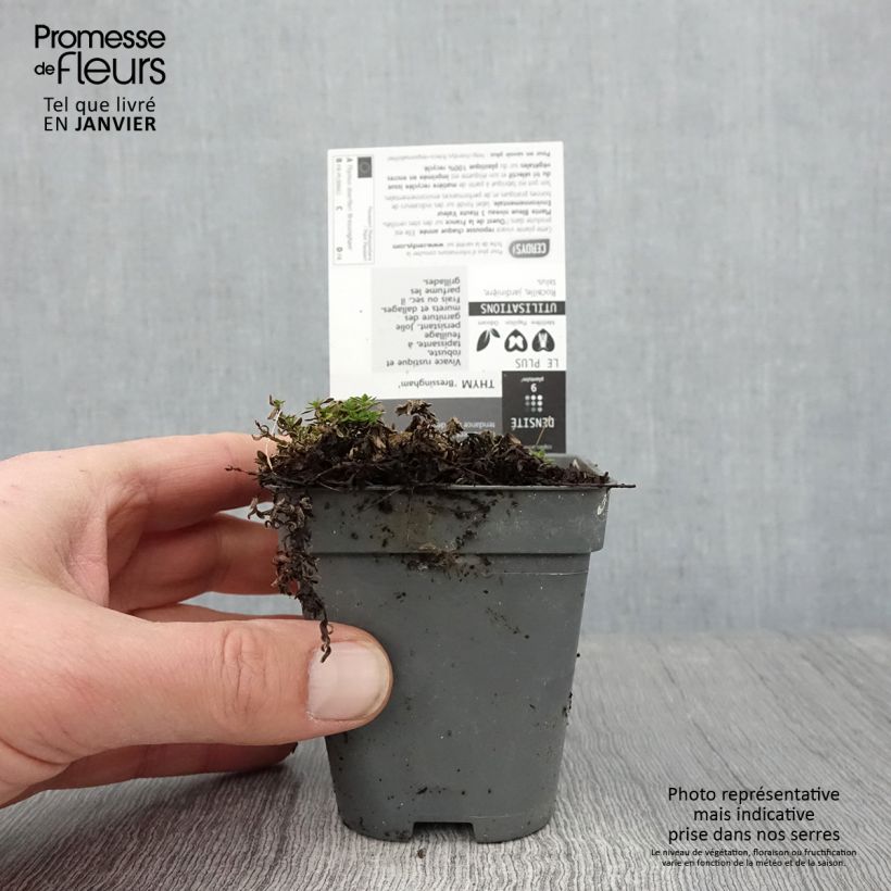 Example of Thymus praecox Bressingham - Thym précoce Godet de 8/9 cm as you get in hiver