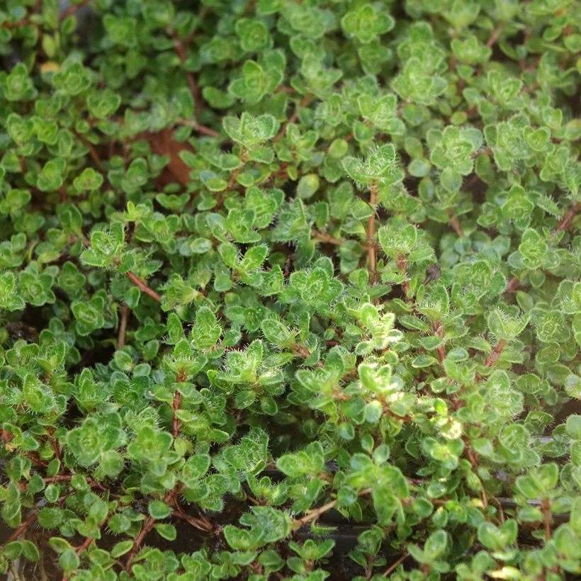 Thymus praecox Bressingham - Thym précoce (Foliage)