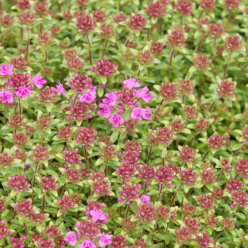 Thymus praecox Red Carpet - Thym précoce (Flowering)