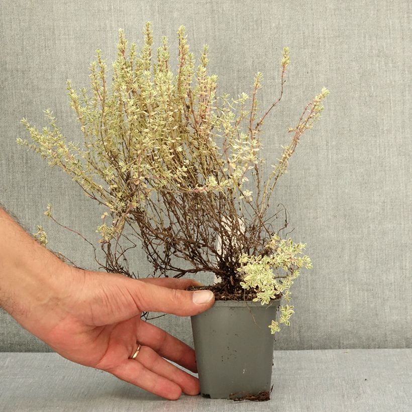 Example of Thymus vulgaris Silver Posie - Thym Silver Posie - Thym argenté Godet de 8/9 cm as you get in ete