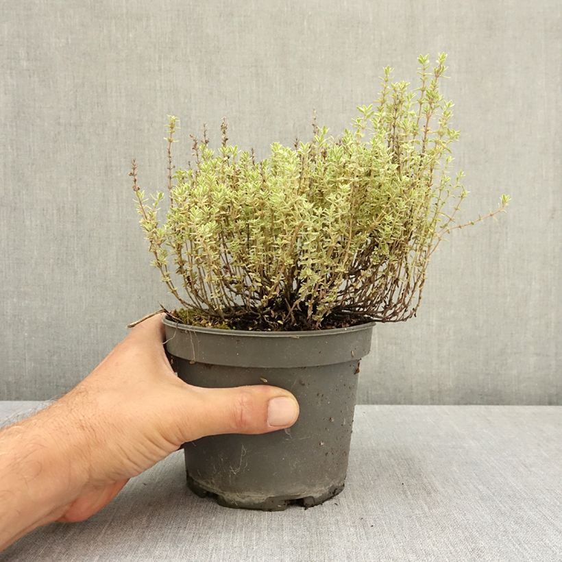 Example of Thymus vulgaris Silver Posie - Thym Silver Posie - Thym argenté Pot de 1,5L/2L as you get in ete