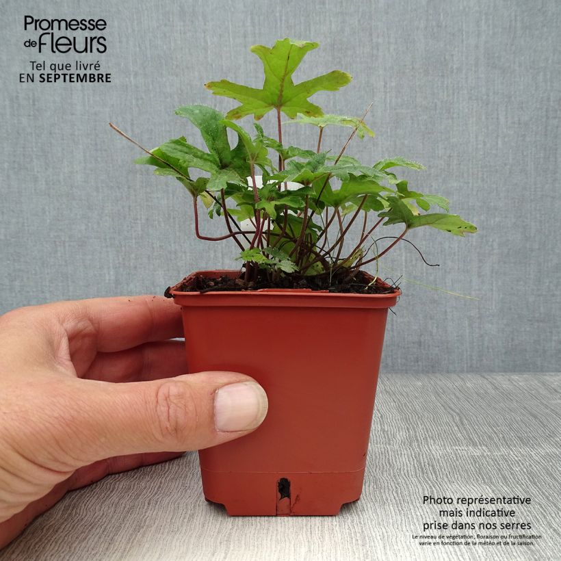 Example of Tiarella Pink Skyrocket - Tiarelle hybride Godet de 8/9 cm as you get in automne